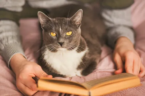 Amuse avec son chat