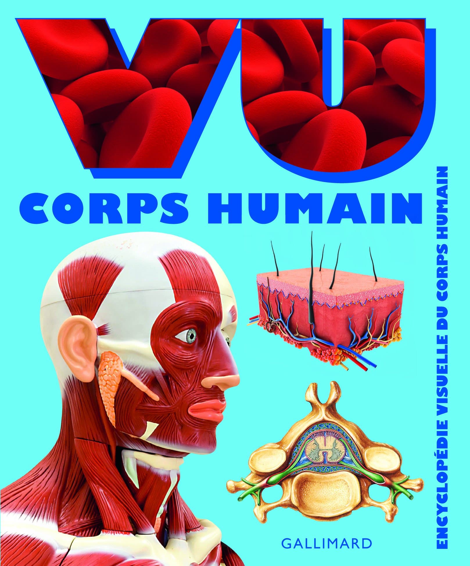 Corps Humaine