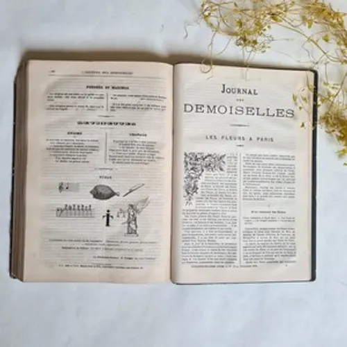 Demoiselles