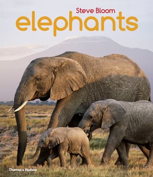 Eléphant