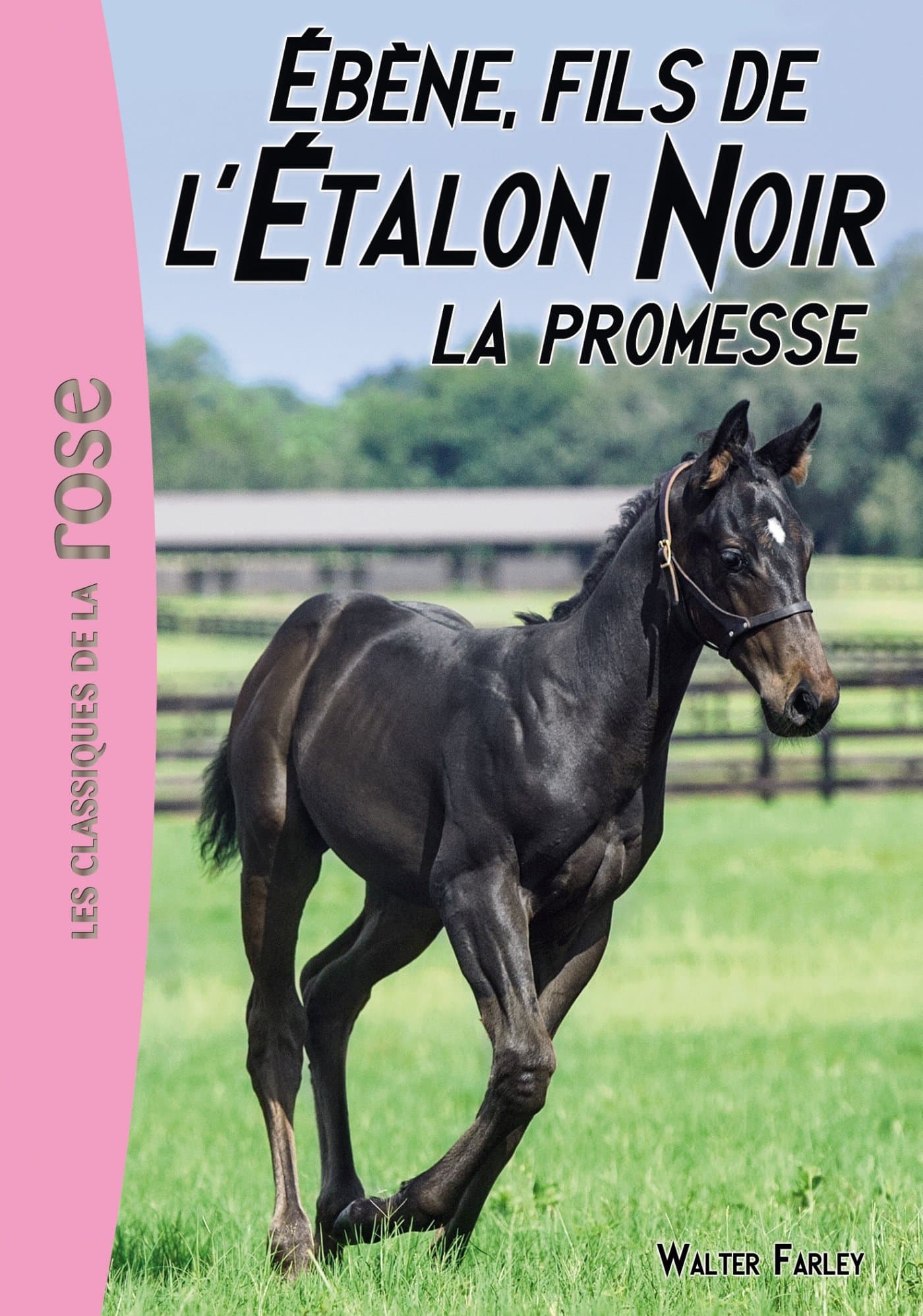 Etalon Noir T21  Ebène