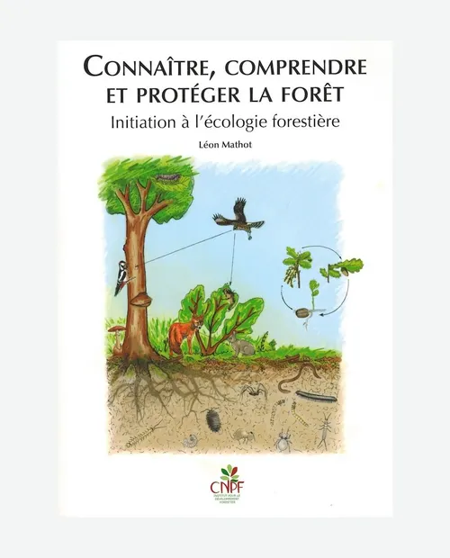 Forêt de Léon