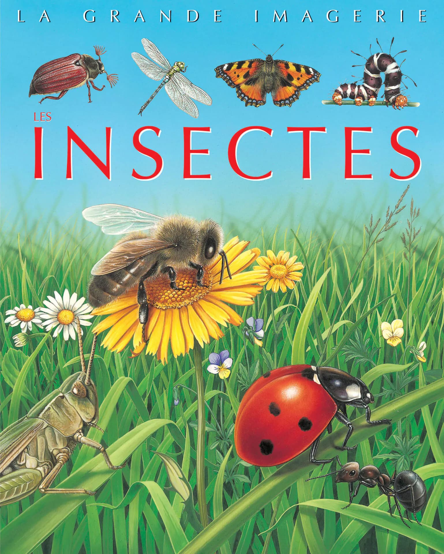 Insectes