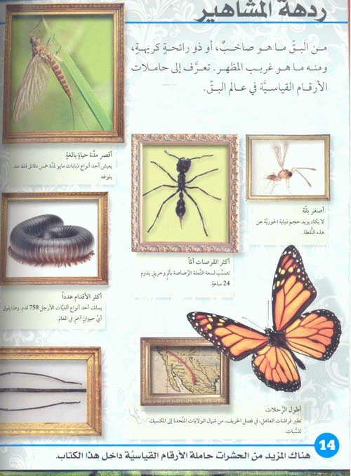 الحشرات من اروع المخلوقات على الارض الى اكثرها غرابة