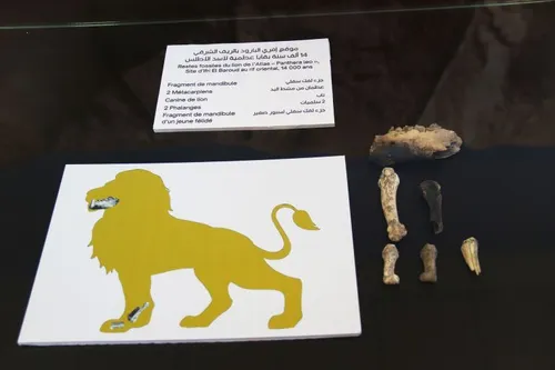 في ضيافة اسد الاطلس
