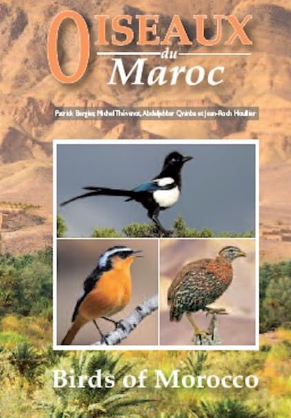 Oiseaux du maroc