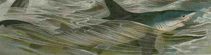 Requins