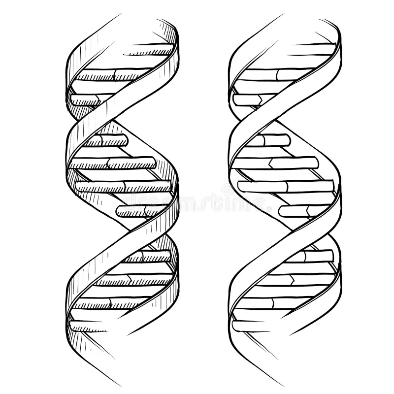 Trace dessin helix
